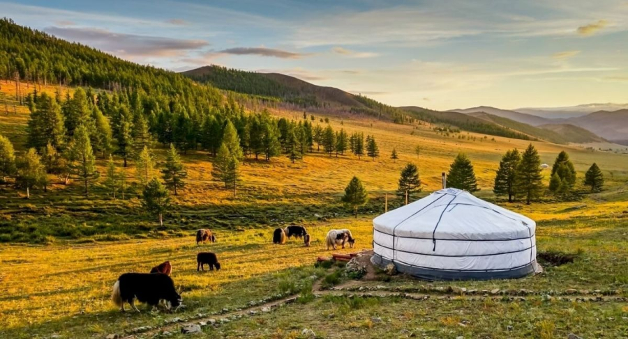 Lều Yurt Mông Cổ tạo nên một không gian sinh hoạt độc đáo