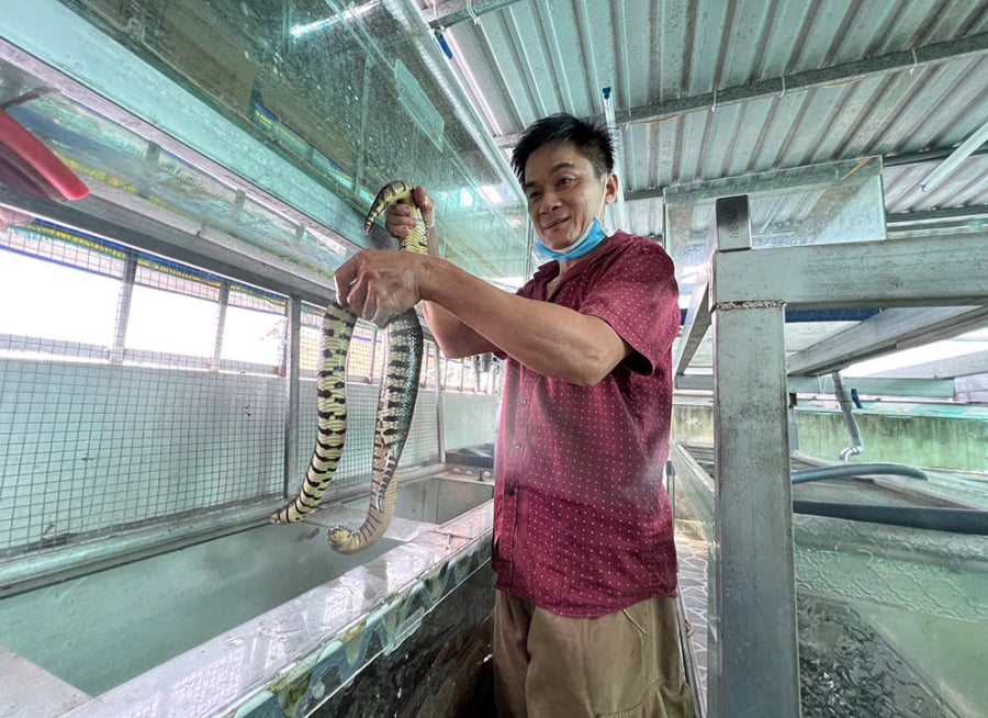 Anh Trương Thành Ngôn, người có nhiều năm kinh nghiệm trong việc nuôi rắn, đã nhận xét rằng việc nuôi rắn trong bể kính có những ưu điểm nổi bật