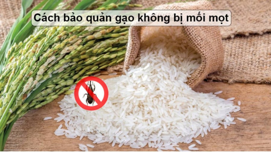 Cho thứ gì vào thùng gạo mà mối mọt lại không dám “bén mảng” 