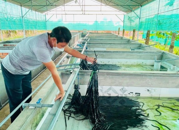 Mô hình nuôi lươn không bùn tại hộ anh Hiệp. Ảnh: báo Bình Thuận