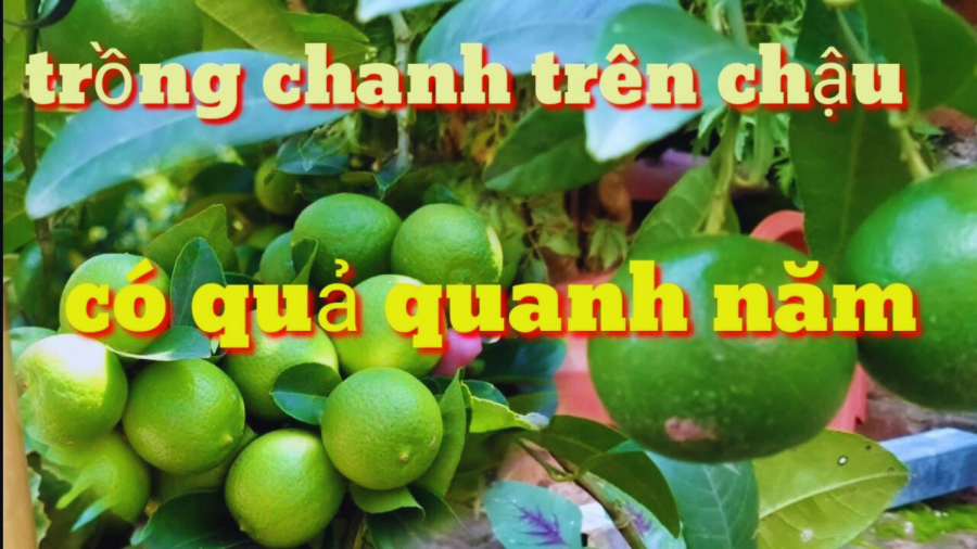 trong-chanh1-1003.png