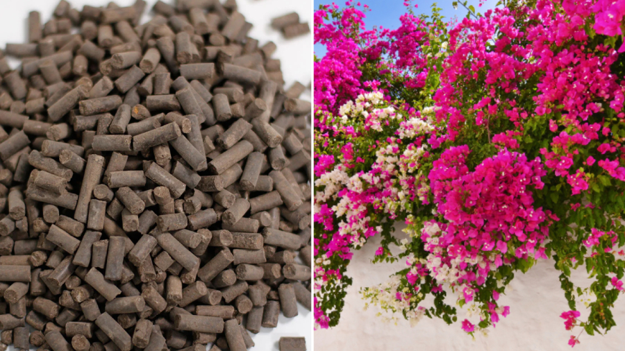 Phân trùn quế cung cấp nhiều chất dinh dưỡng tốt cho cây hoa giấy.