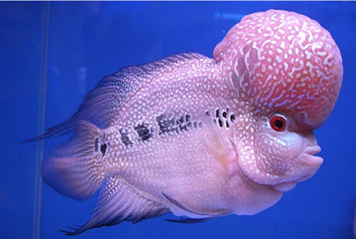Để đánh giá giá trị của một con cá La Hán, người nuôi chú ý đến các đặc điểm như vảy cá óng ánh, màu sắc sặc sỡ, đặc biệt là kích thước và hình dạng của đầu gù.