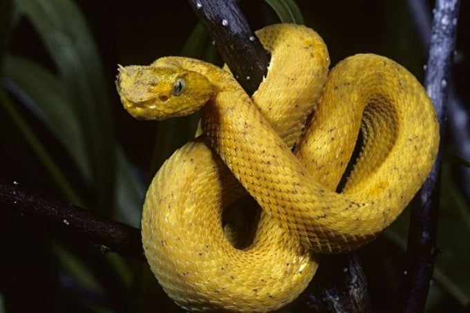 rắn được xem là biểu tượng của sự may mắn