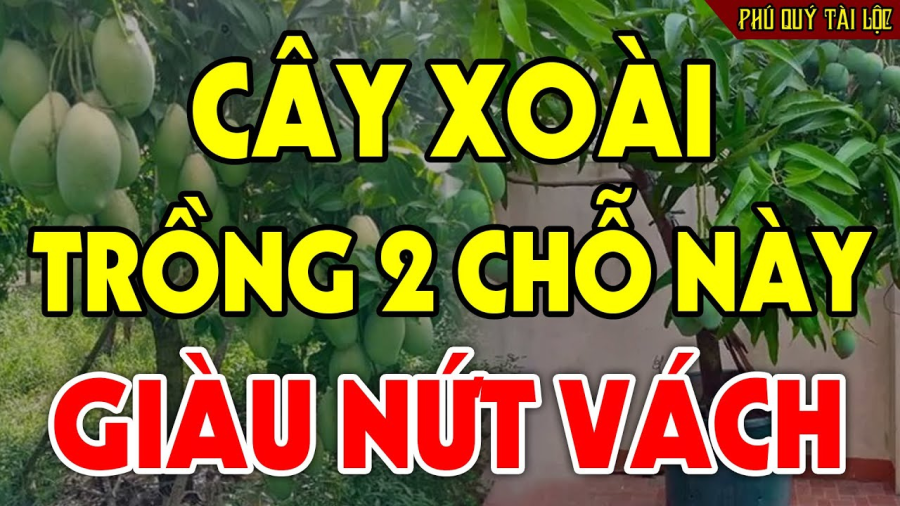 Nên trồng cây xoài trước cửa