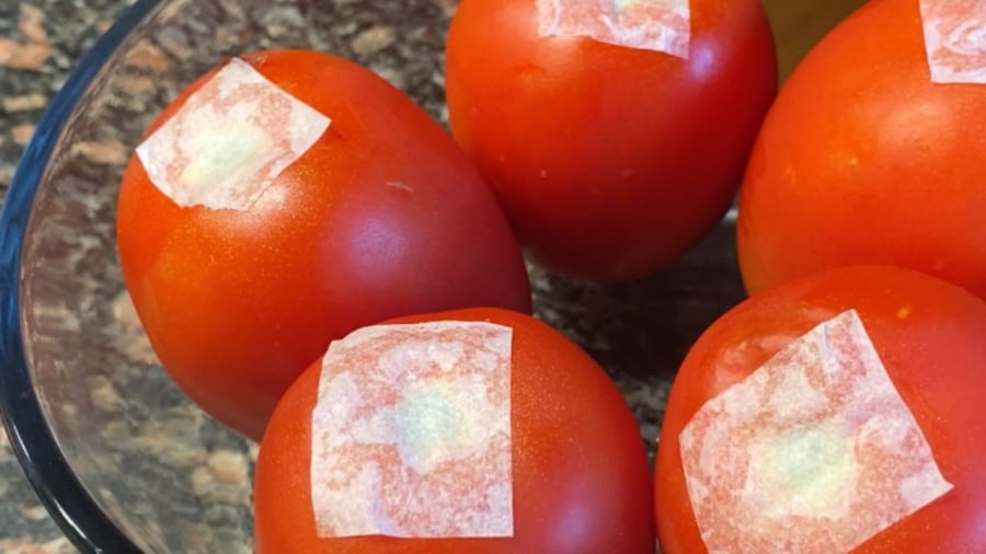 Băng dính giúp ngăn chặn vi khuẩn xâm nhập vào núm cà chua