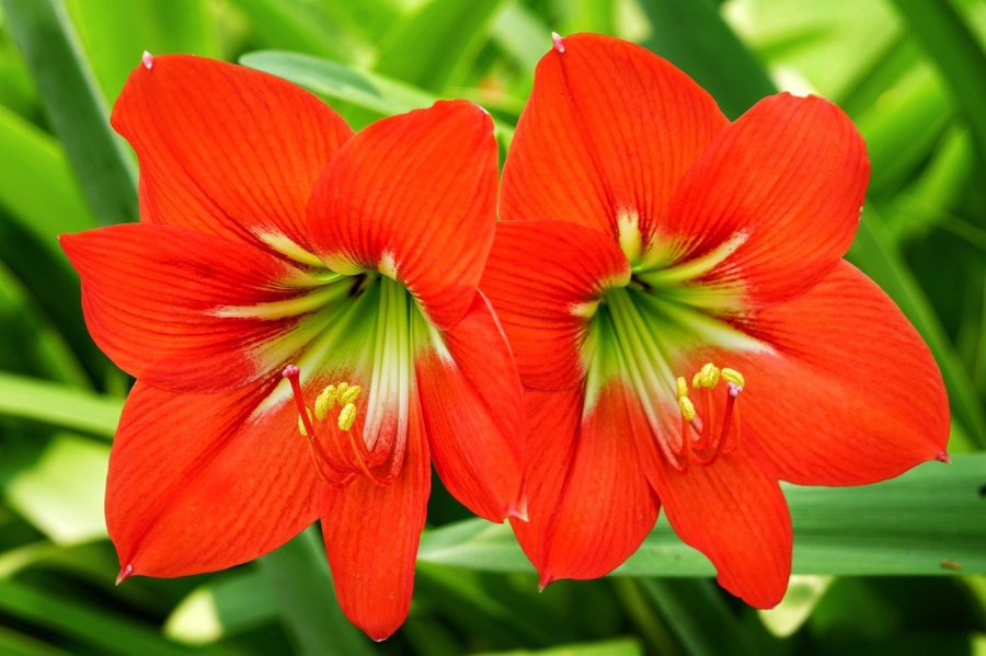 Loa kèn đỏ sở hữu những cánh hoa to, dày, mọng nước với màu đỏ rực rỡ.