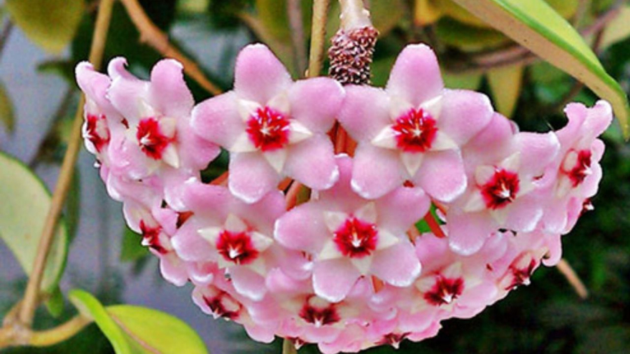 Lan cẩm cù dễ trồng, hoa thành chùm