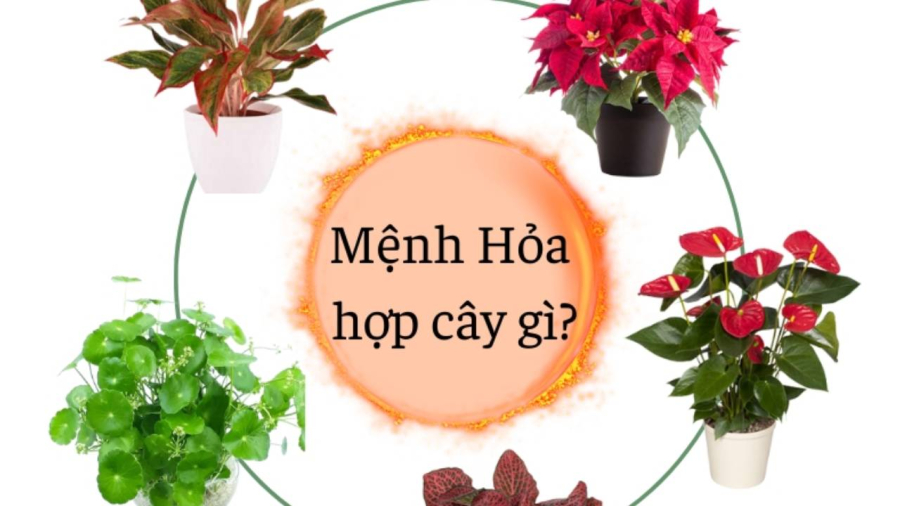 Các màu tương hợp với mệnh Hỏa như màu đỏ, màu hồng và màu tím...