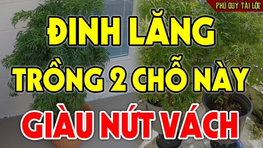 Nên trồng đinh lăng chỗ nào để giàu có