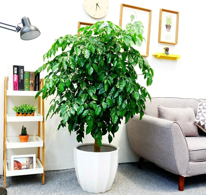 Một loại cây xanh dễ sống cực đẹp để trồng ở phòng khách