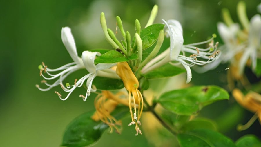 Cây Kim ngân hoa thường được biết đến như một loại thuốc quý
