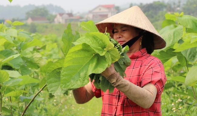 Thay vì áp dụng phương pháp nuôi tằm truyền thống, tằm ở đây được chăm sóc trong môi trường kiểm soát nhiệt độ với phòng điều hòa