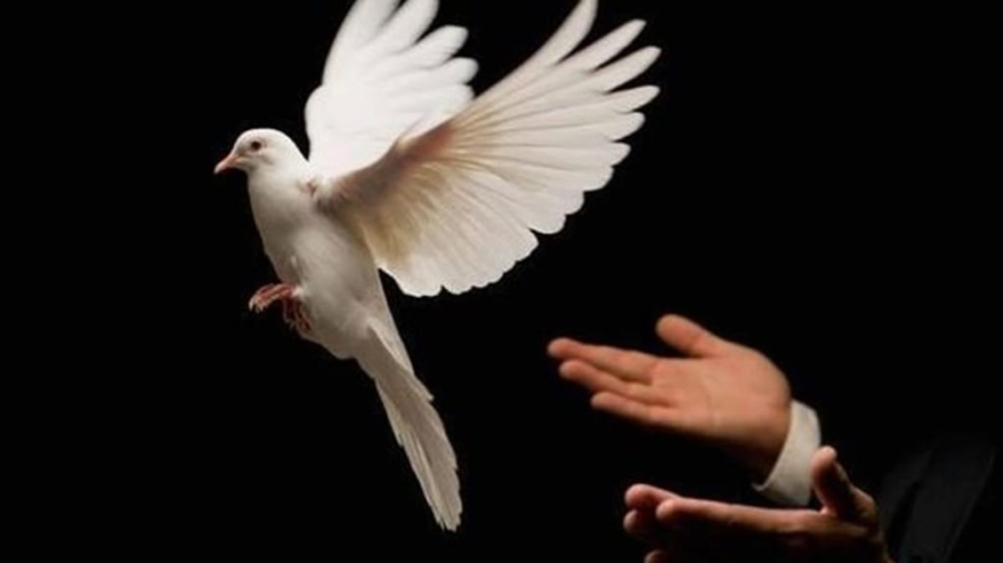 Chim bồ biểu tượng của hòa bình