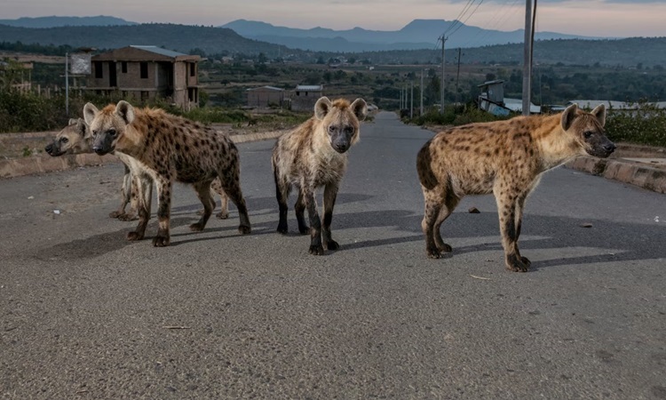 Ở Harar, phía đông Ethiopia, linh cẩu được thấy đi lang thang qua các con phố vào ban đêm