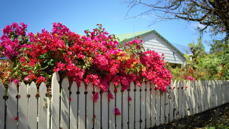 Hoa giấy nên trồng ở trước nhà, ngoài nhà để đón được nhiều nắng