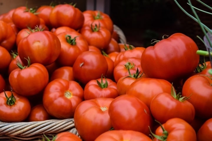 Cách trồng và chăm sóc cà chua