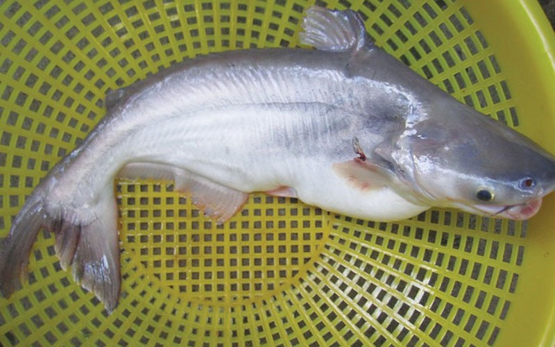 Cá da trơn là một loại cá có thể sống được cả trong nước ngọt và nước mặn. 