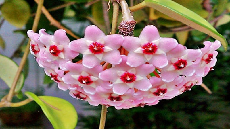 Hoa lan cẩm cù khi nở thường nở rất nhiều và rất đẹp và lâu tàn