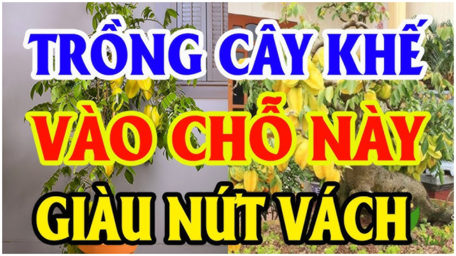 Vị trí trồng khế hút tài lộc vào nhà đừng bỏ qua