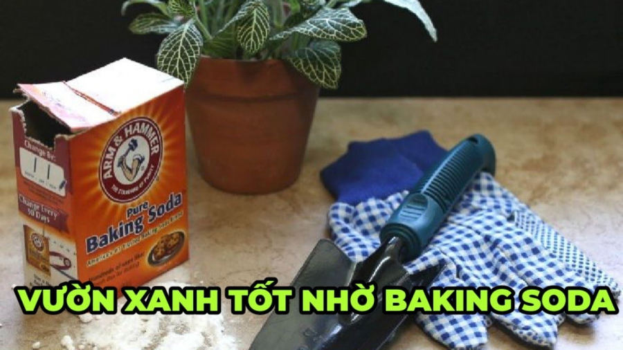 Baking soda giúp cây hết sâu bệnh