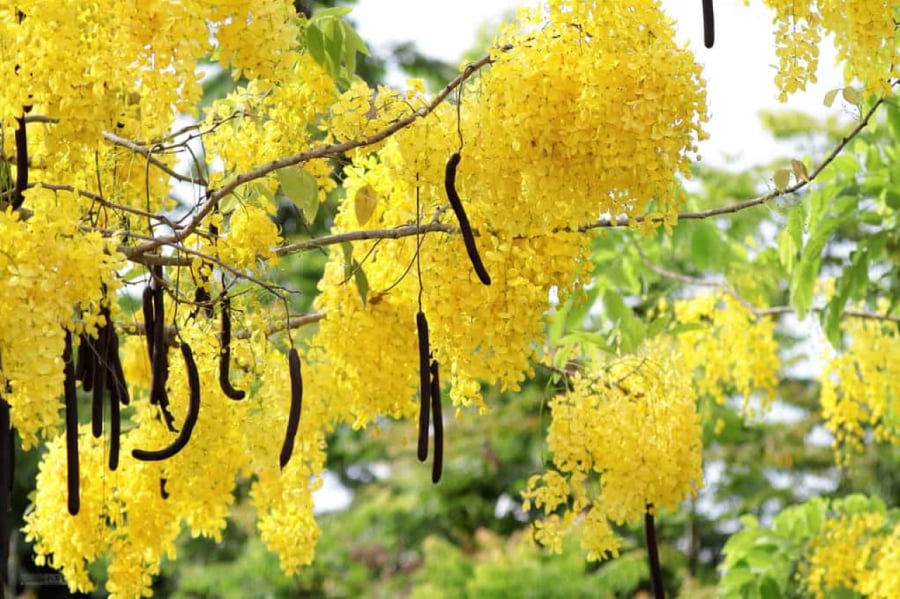 Loài hoa phú quý và kiêu sa của nữ hoàng