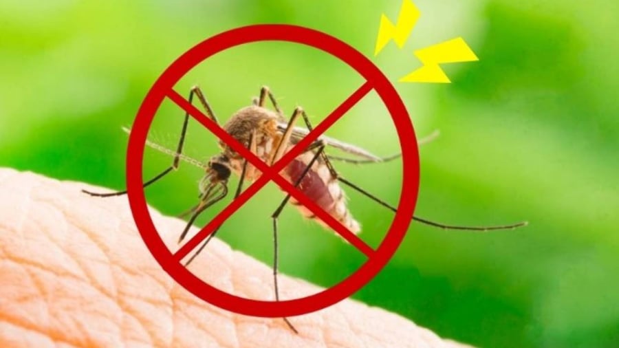 Phương pháp diệt muỗi tự nhiên, lành tính, không gây hại cho con người
