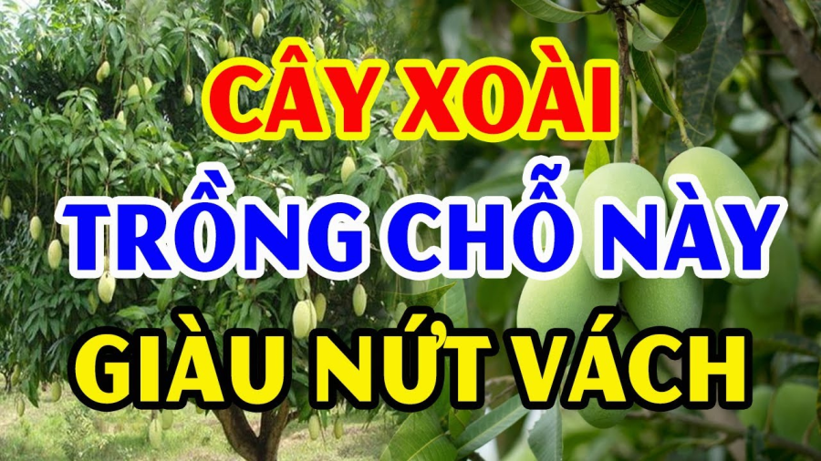 Trồng cây xoài trước nhà sẽ mang lại rất nhiều lợi ích tuyệt vời như mang lại bóng mát và giảm oi bức