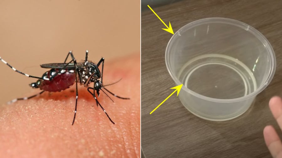 Từ những nguyên liệu có sẵn trong nhà, bạn có thể tạo ra một bát nước đuổi muỗi. Đây là một trong những mẹo đuổi muỗi đơn giản mà hiệu quả.