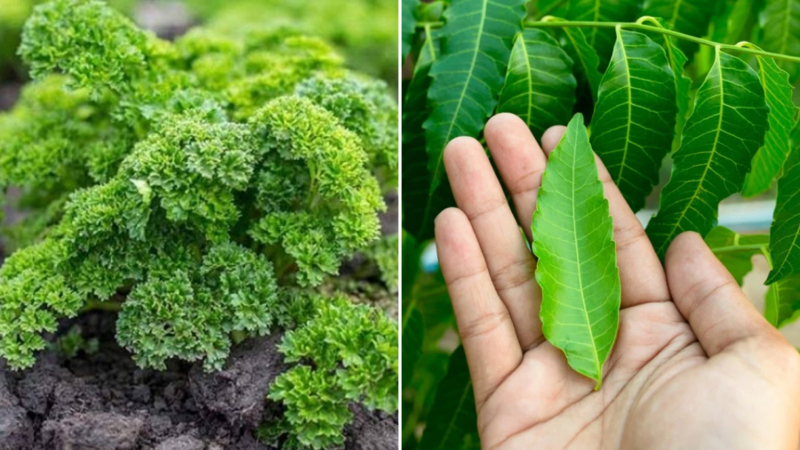 Rau mùi tây (bên trái) và lá neem có tác dụng rất tốt trong việc ngăn chặn vi khuẩn phát triển, giúp khử mùi hôi cơ thể.