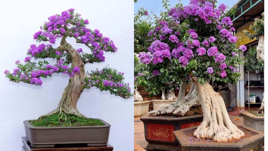 Bằng lăng bonsai thích hợp trồng làm cảnh trong sân nhà
