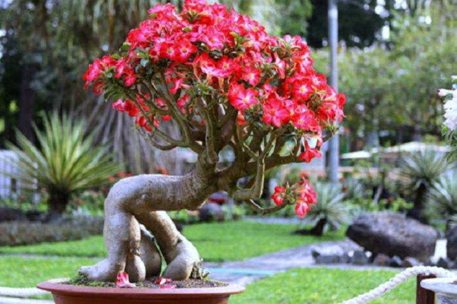 Cây sứ Thái được tạo dáng thành cây bonsai cực đẹp, hoa cũng đẹp
