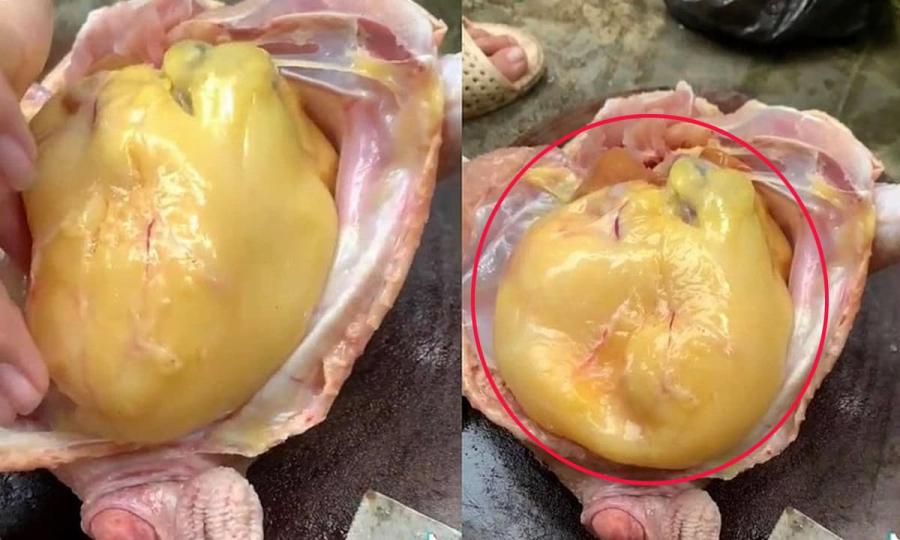 Tại sao lại có cục mỡ màu vàng trong bụng con gà? 