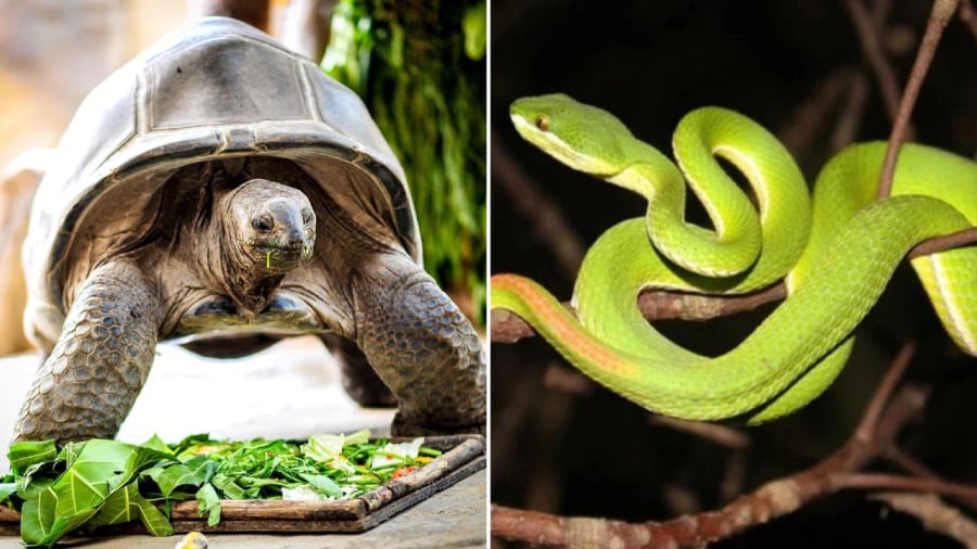 Dân gian dự báo rằng giấc mơ về rùa và rắn mang đến nhiều may mắn, tài lộc.