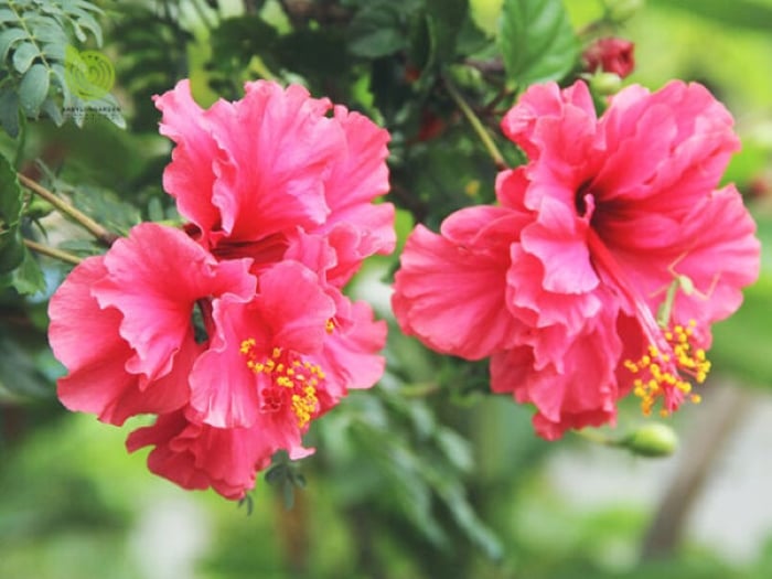 Hoa dâm bụt, loài hoa ám chỉ đến người phụ nữ không đoan chính, nên không được trồng nhiền ở vườn nhà