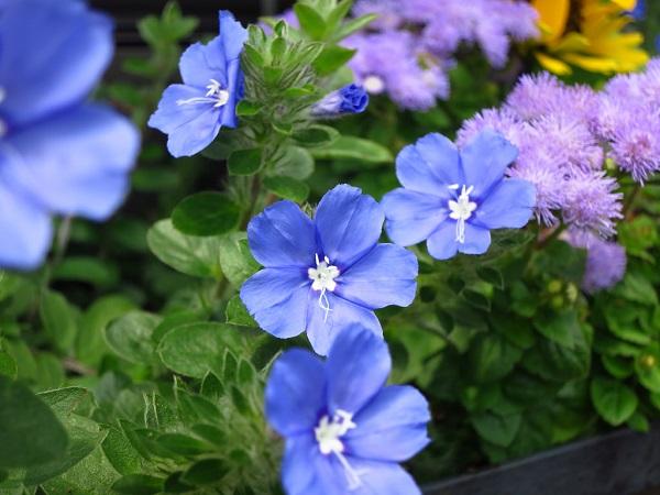 Không chỉ có màu xanh biếc bắt mắt, hoa thanh tú còn dễ trồng dễ chăm sóc và nở hoa “quanh năm suốt tháng