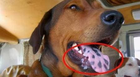 Chó đốm lưỡi rất khôn