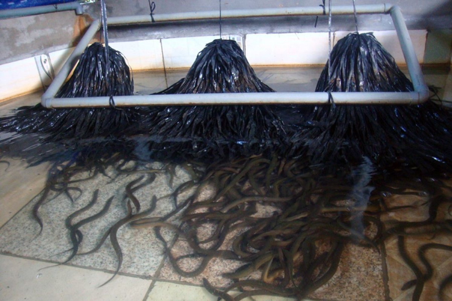 Kỹ thuật nuôi lươn không bùn thu về lợi nhận kinh tế cao.