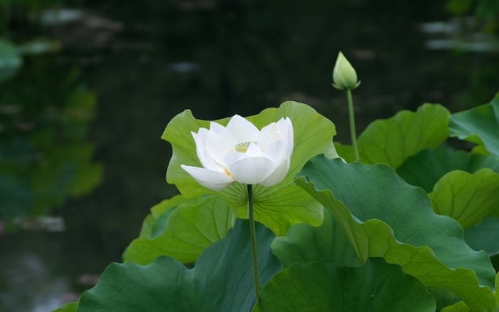 Hoa sen trắng biểu tượng của Phật giáo