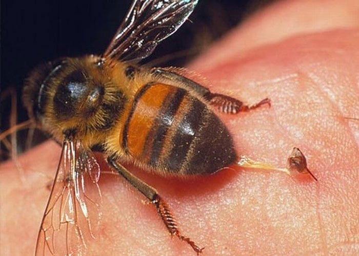Các vụ tấn công của ong đối với con người thường tăng cao vào mùa hè và mùa thu. 