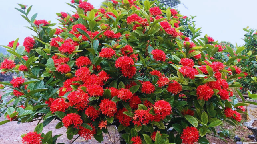 Hoa mẫu đơn là loài hoa tươi rất được yêu thích ở các nước khu vực Đông Á