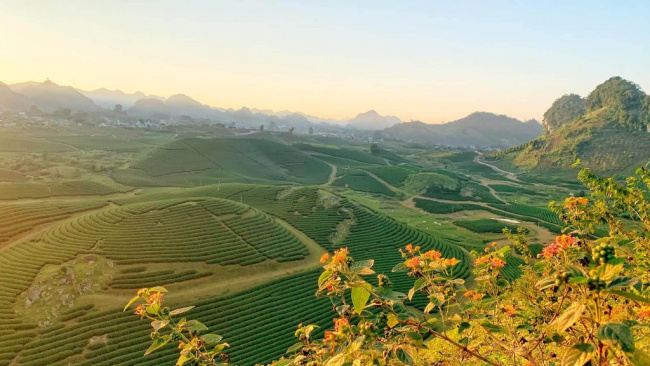Thị trấn Mộc Châu nổi tiếng với những đồi chè xanh ngút ngàn
