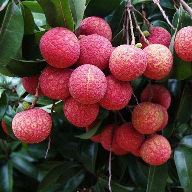 Lục Ngạn, Bắc Giang, nổi tiếng với những trái vải thiều thơm ngon