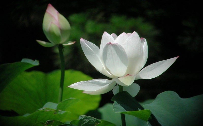 Hoa sen trắng tượng trưng cho sự thanh cao, thuần khiết của tâm hồn và cả sự tôn nghiêm.