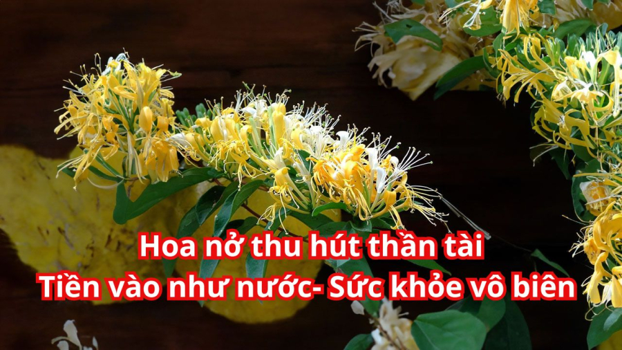 Kim ngân hoa còn là cây thảo mộc tốt cho sức khỏe