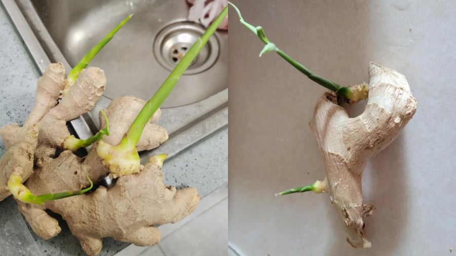 Ginger sprouts