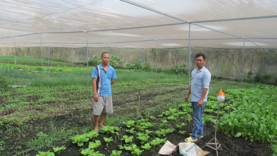 Nhờ áp dụng phương pháp trồng rau trong nhà lưới kết hợp với hệ thống tưới phun sương, anh Bùi Xuân Phương đã cắt giảm được nhiều chi phí sản xuất