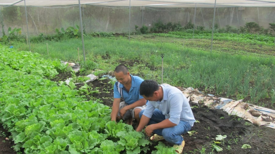 Để đảm bảo vệ sinh an toàn thực phẩm, anh Bùi Xuân Phương rất hạn chế sử dụng thuốc bảo vệ thực vật hóa học