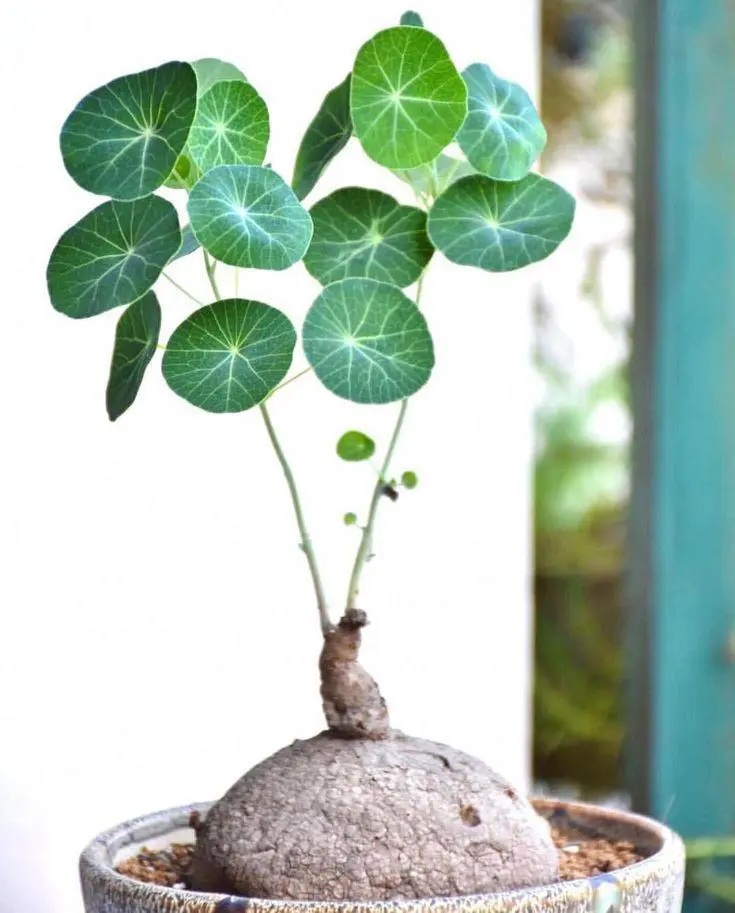 Bạn có thể đặt cây bình vôi vào chậu và trồng trong nhà
