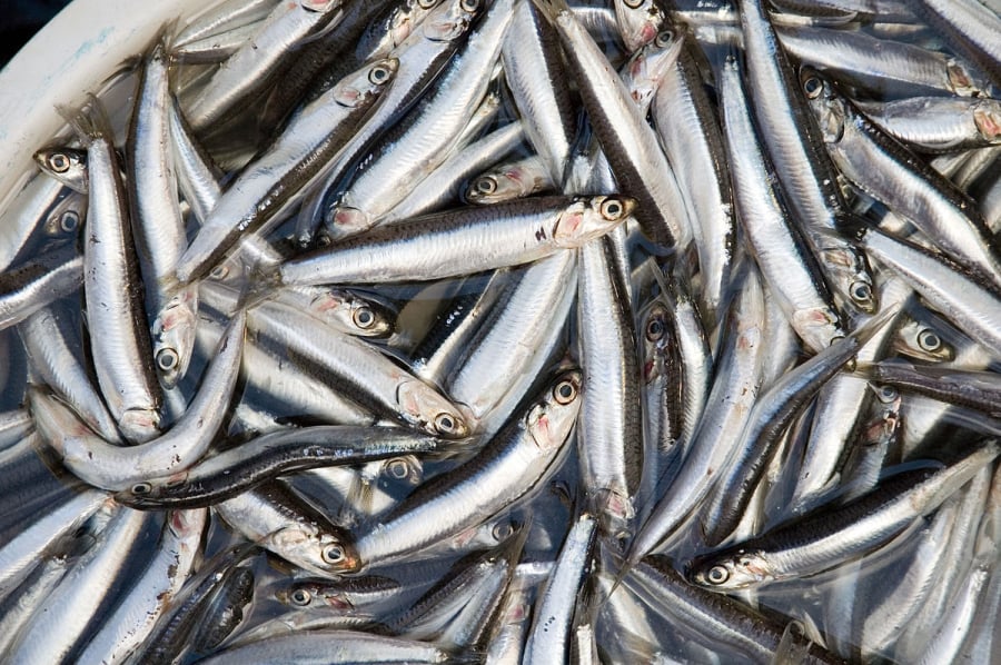 Cá cơm là nguồn phong phú của axit béo omega-3